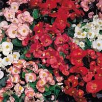 Begonia 