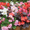 Begonia 