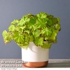 Begonia 