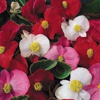 Begonia 