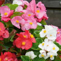 Begonia 