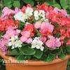 Begonia 