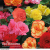 Begonia 