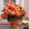 Begonia 