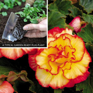 Begonia 