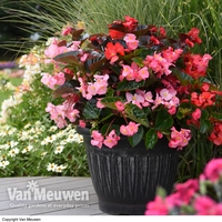 Begonia 