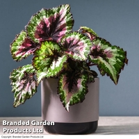 Begonia 