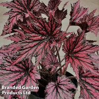 Begonia 