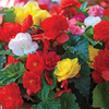 Begonia 