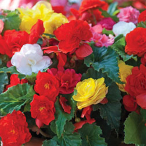 Begonia 