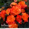 Begonia 