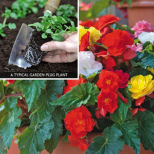Begonia 