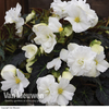 Begonia 