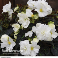 Begonia 