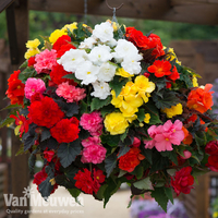 Begonia 