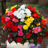 Begonia 