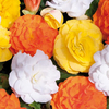 Begonia 