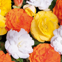 Begonia 