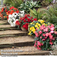 Begonia 