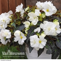 Begonia 