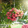 Begonia 