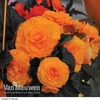 Begonia 