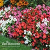 Begonia 