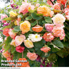 Begonia 