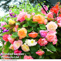 Begonia 