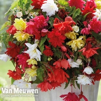 Begonia 