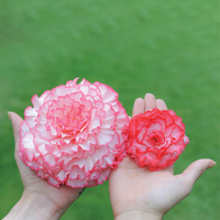 Begonia 