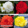 Begonia 