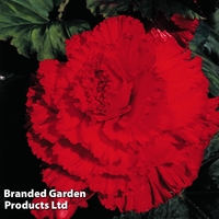 Begonia 