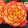Begonia 