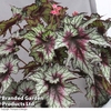 Begonia 