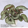 Begonia 