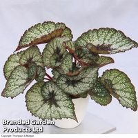 Begonia 