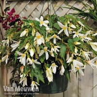 Begonia 