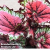Begonia 