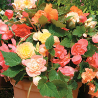 Begonia 