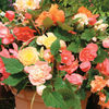 Begonia 