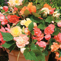 Begonia 