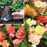 Begonia 