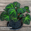 Begonia 