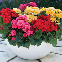 Begonia 
