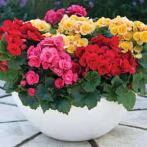 Begonia 