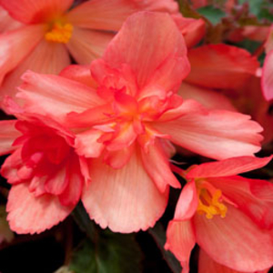 Begonia 