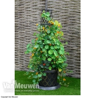 Black & Gold Tower Pot?