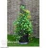 Black & Gold Tower Pot?