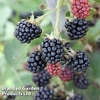 Blackberry 